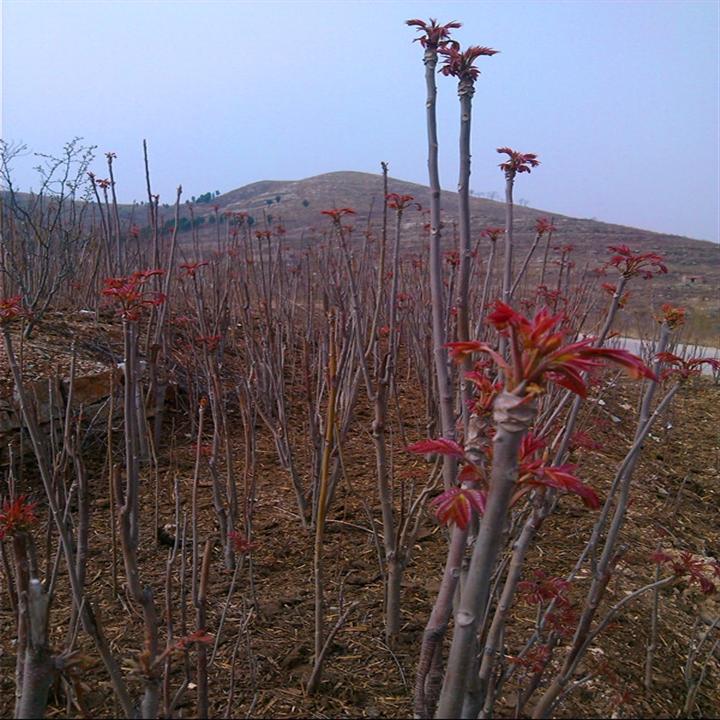 烟台红芽香椿树苗供应