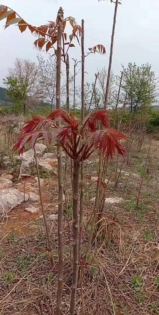 陕西香椿苗子价格