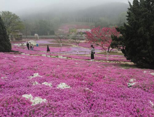 2021年花海系列芝樱杯苗预定开始了青州万美花卉