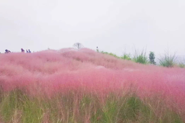 北京粉黛乱子草苗出售