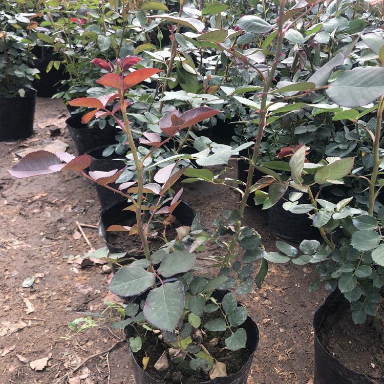 濟寧月季種植基地