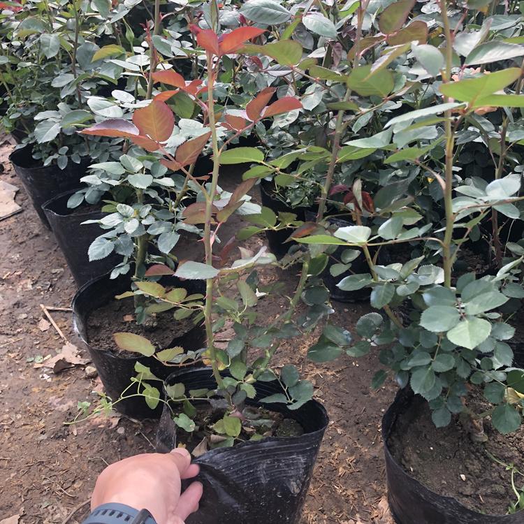 濟寧月季種植基地