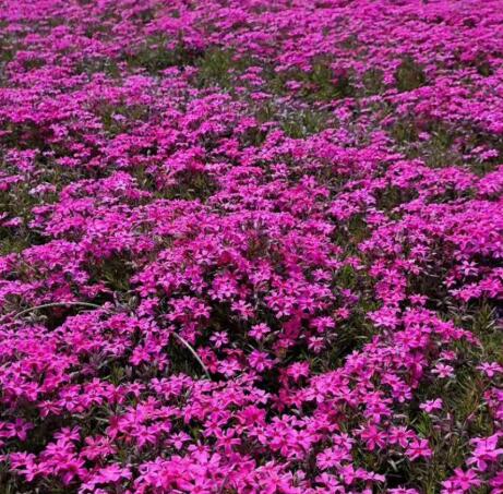 芝樱小苗//芝樱价格