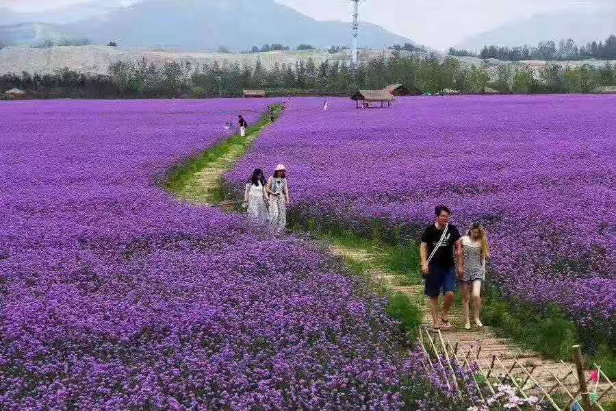 柳叶马鞭草小苗//柳叶马鞭草种植