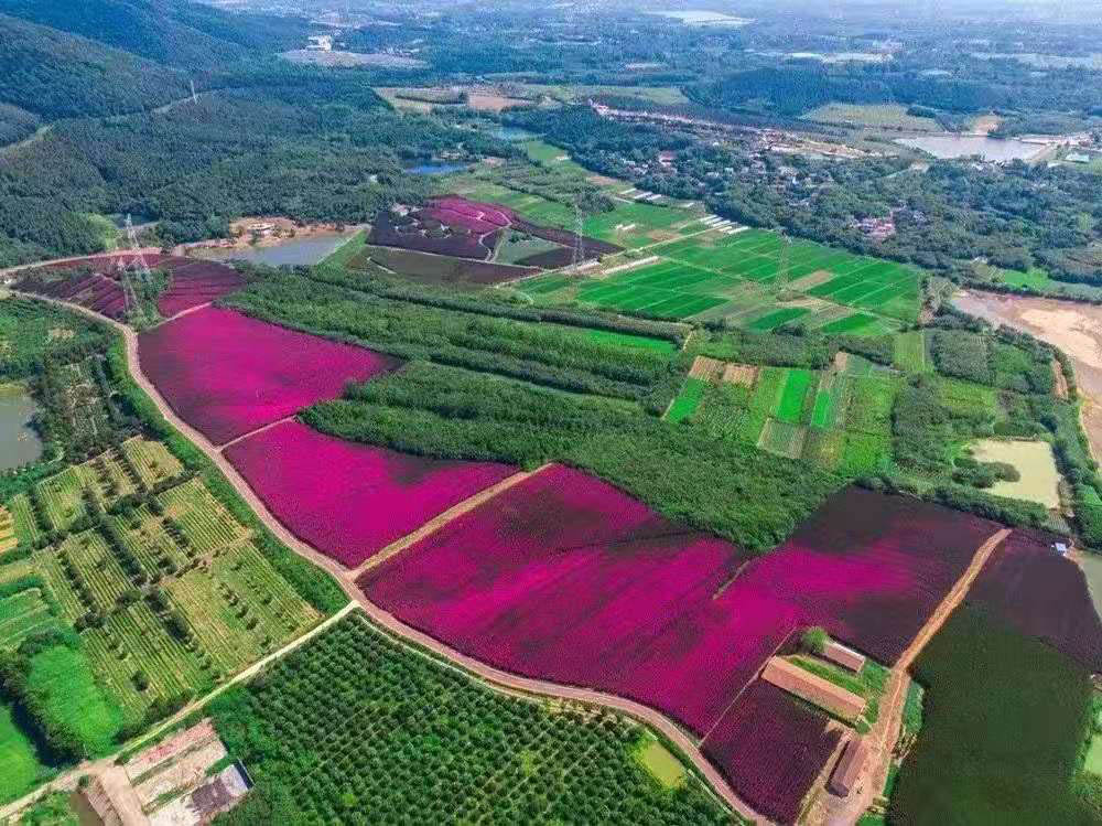 上海欧石竹小苗基地