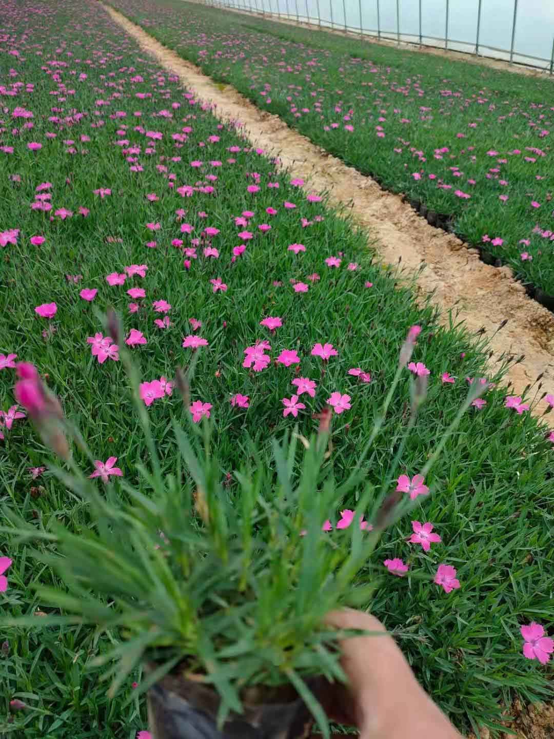 四川欧石竹小苗供应商