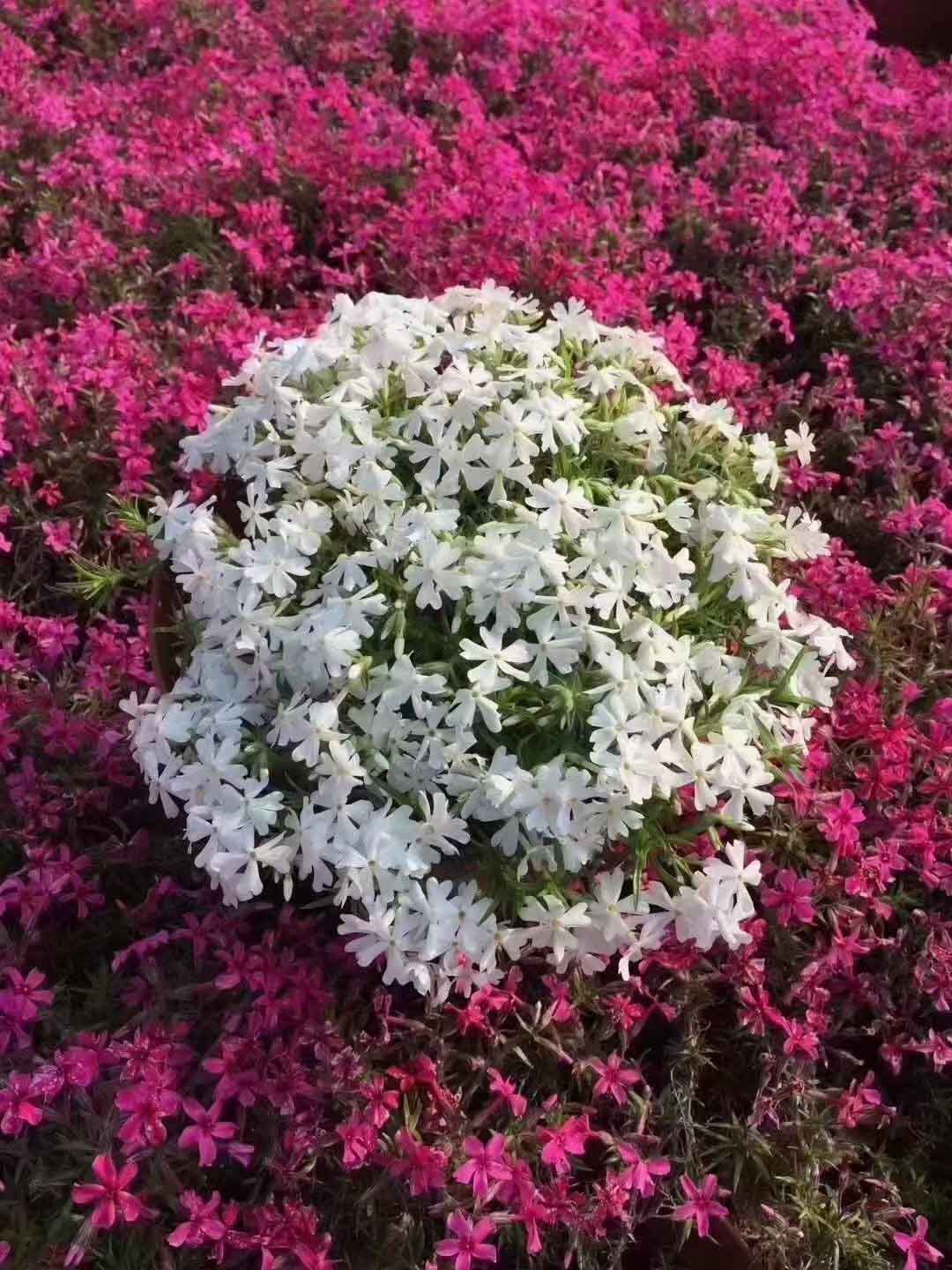 重庆丛生福禄考苗种植基地