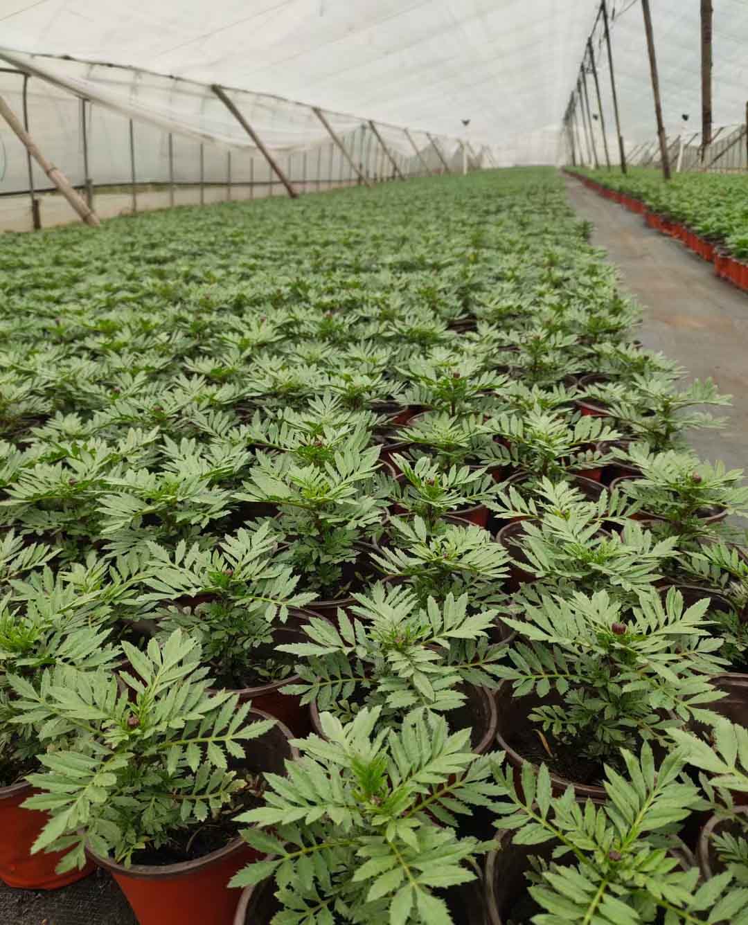 天津孔雀草幼苗种植基地