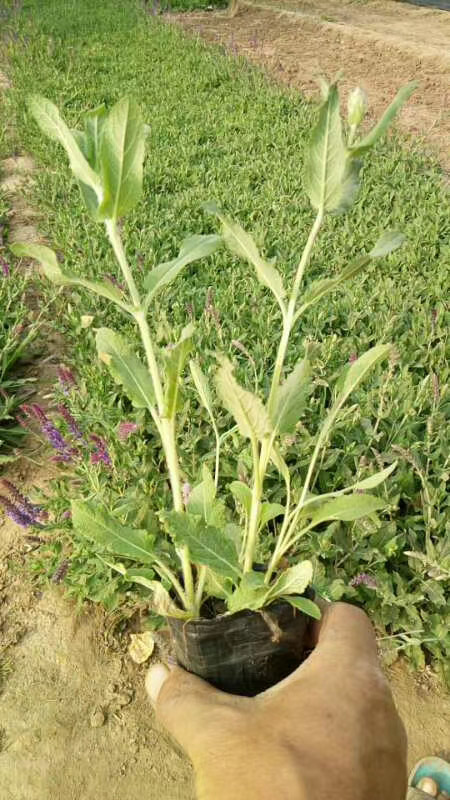 上海蓝花鼠尾草供应商