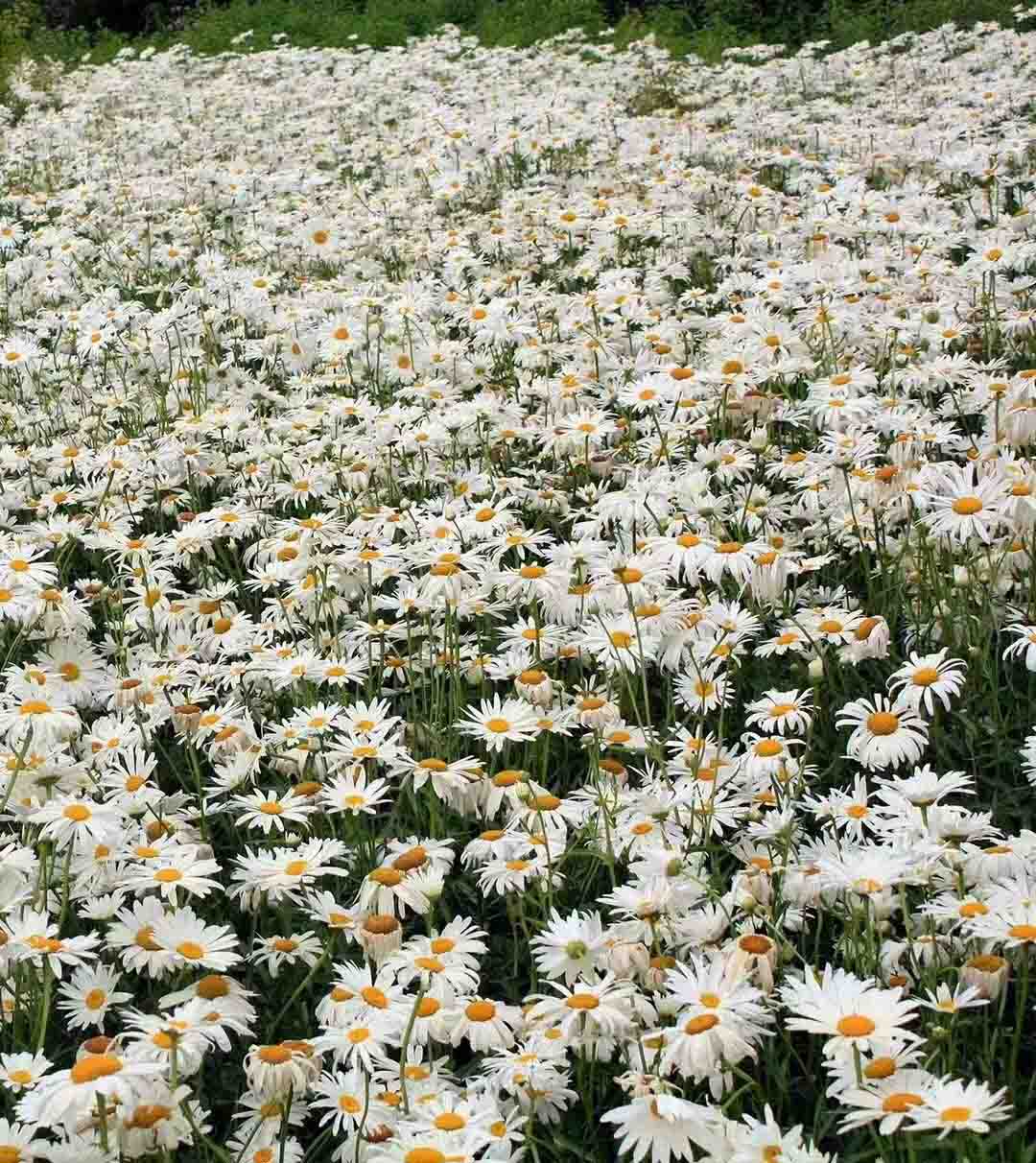 上海矮种金鸡菊种植基地