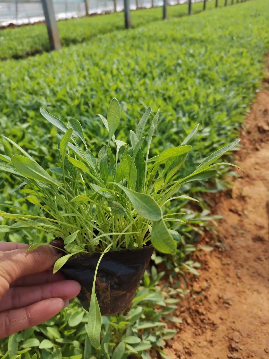 江苏剑叶金鸡菊基地