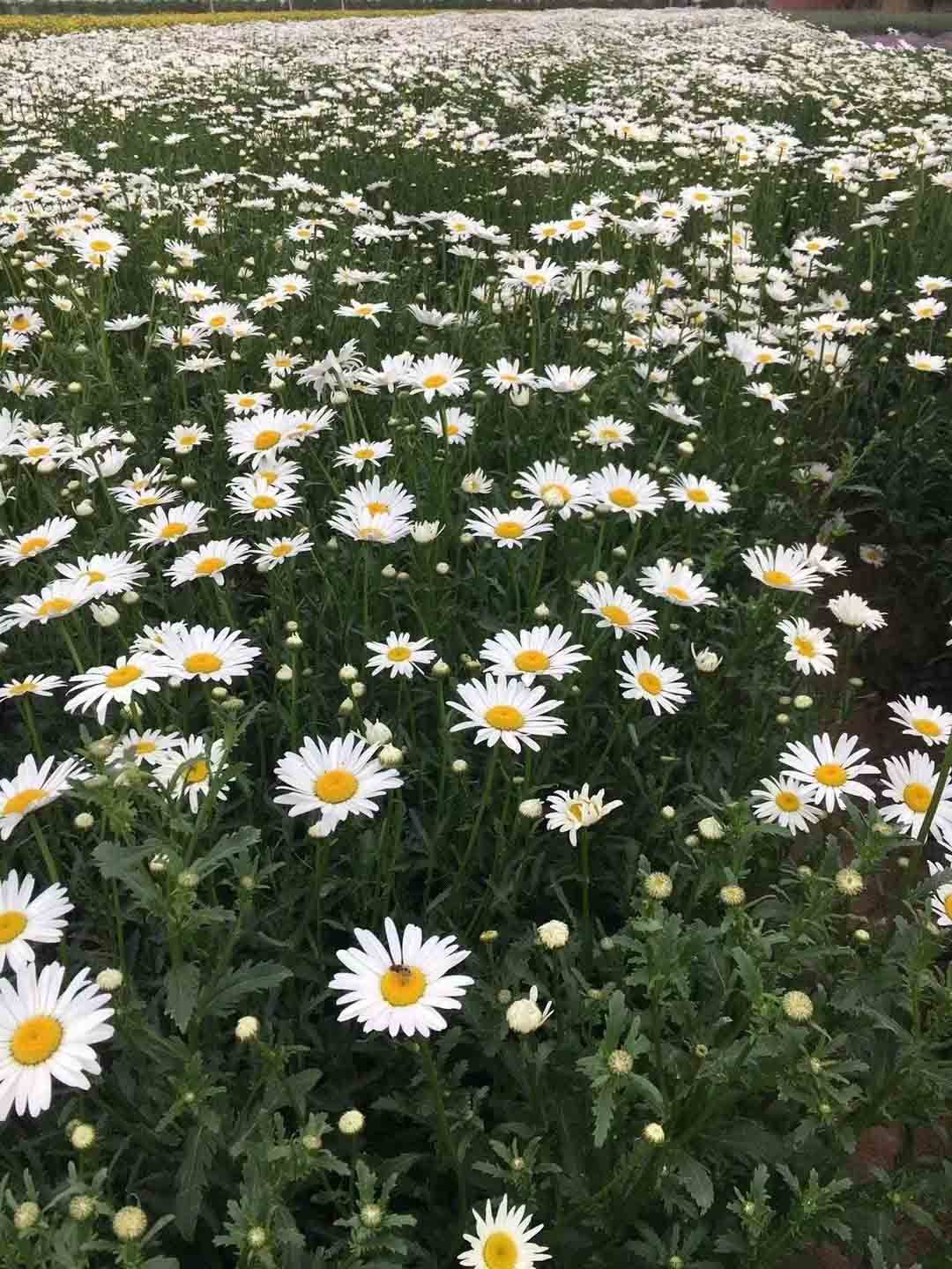 贵州金鸡菊盆栽基地