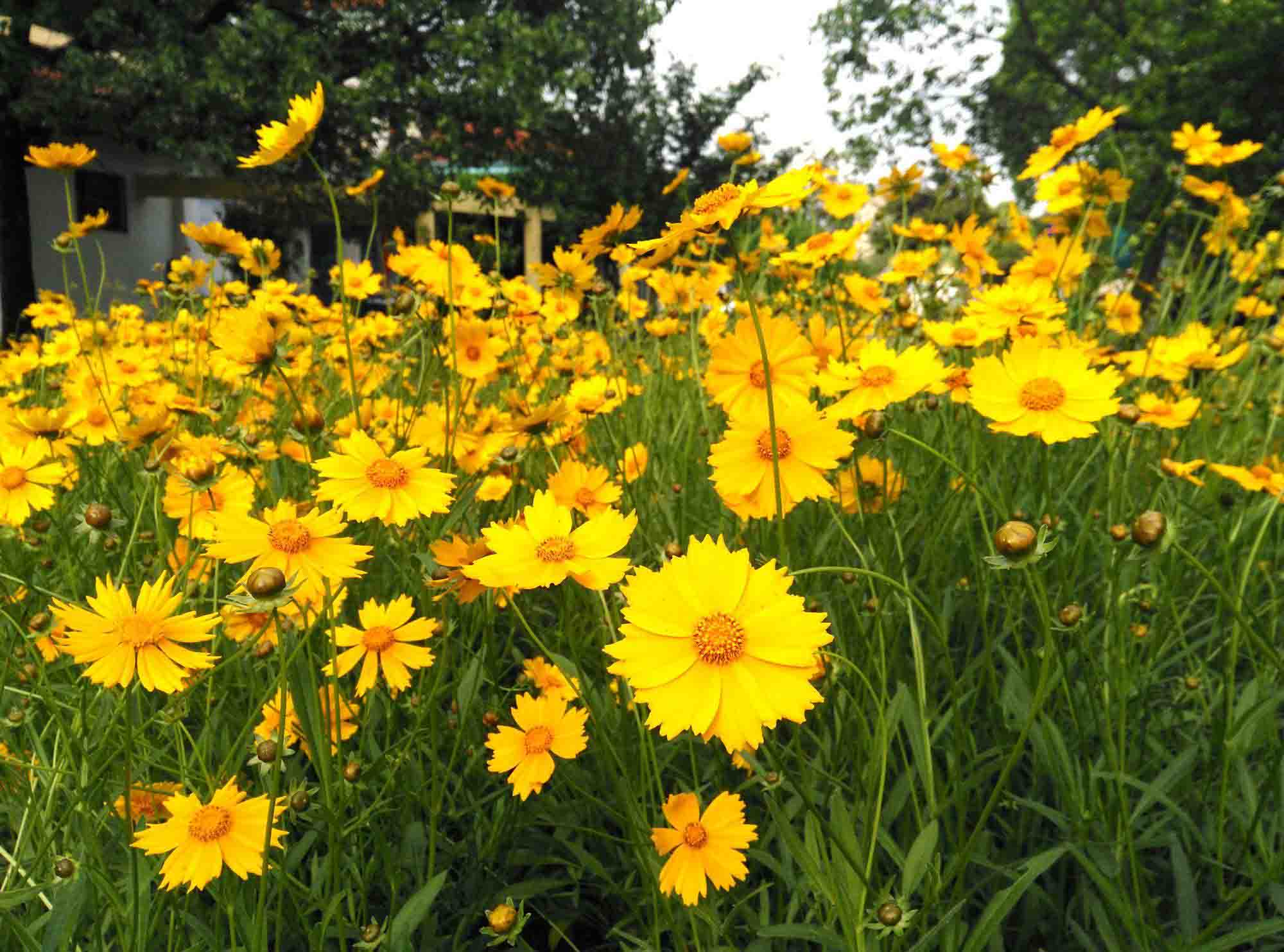 贵州金鸡菊盆栽基地