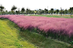 粉黛乱子草基地/工程用粉黛乱子草