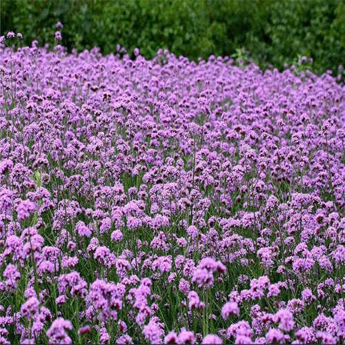 河北柳叶马鞭草幼苗种植基地