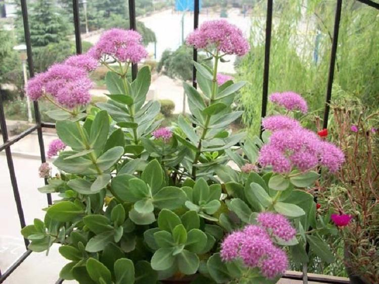 沭阳红花八宝景天种植基地,八宝景天价格