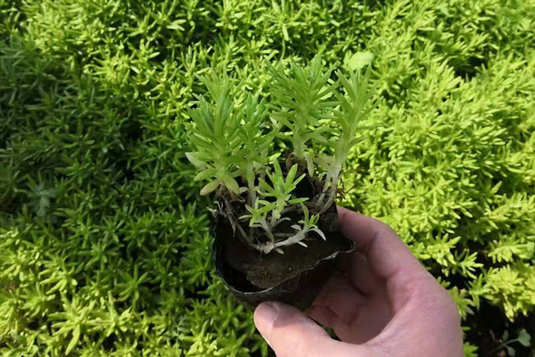 浙江金边佛甲草哪里买