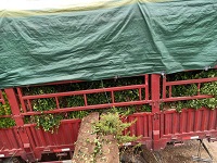淄博大叶黄杨树苗基地