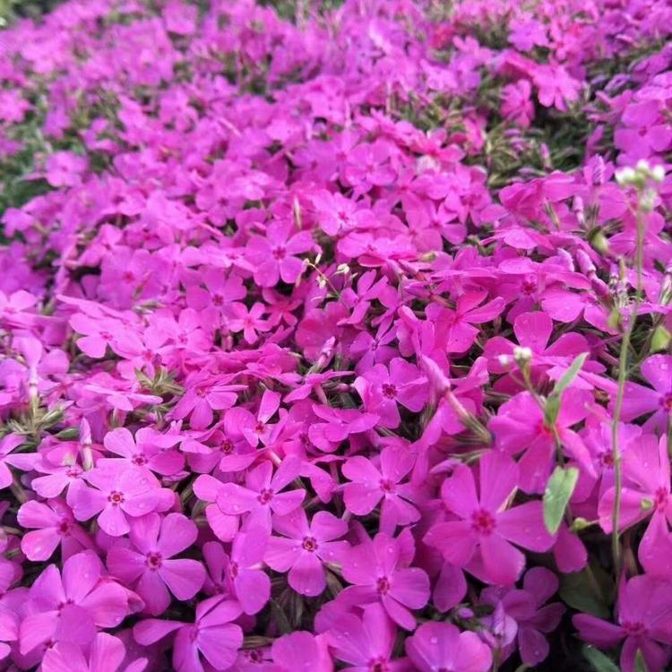 天津福禄考花海培育基地