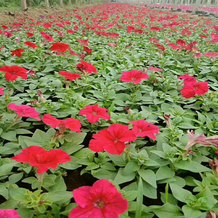 湖北腋花矮牵牛图片