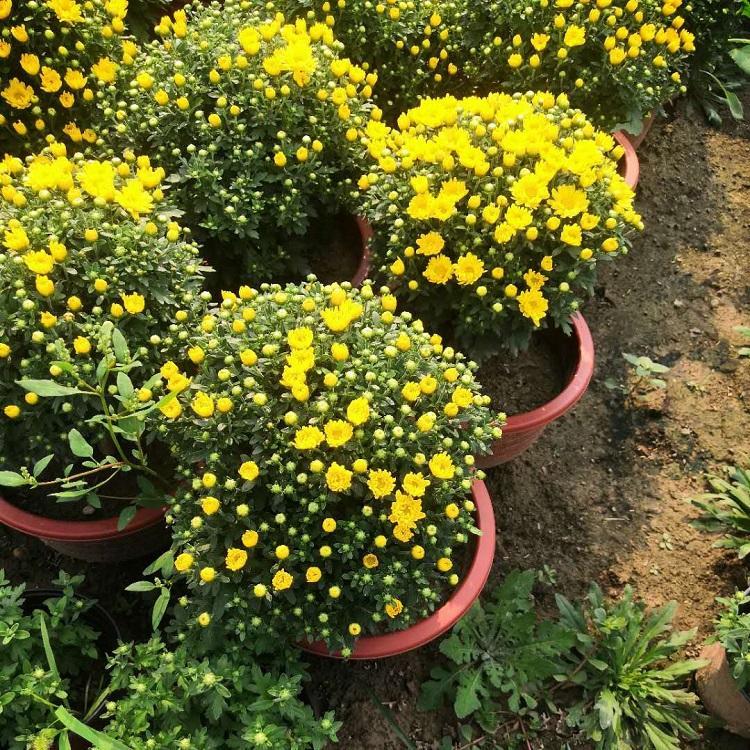 河北国庆菊幼苗培育基地