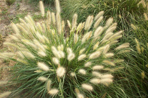 河北金紅羽狼尾草種植基地