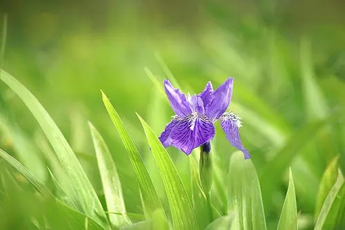 江苏紫花鸢尾怎么样