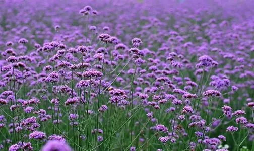 四川紫色马鞭草花期