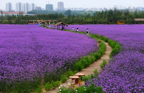 四川紫色马鞭草花期