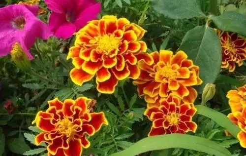 上海白孔雀草种植基地