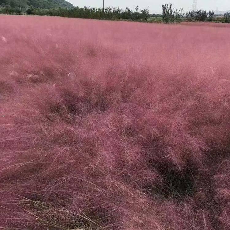 河北粉黛乱子草盆栽苗采购