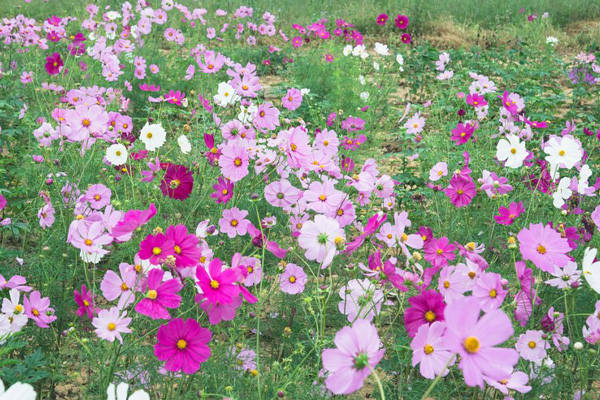 四川波斯菊苗种植基地