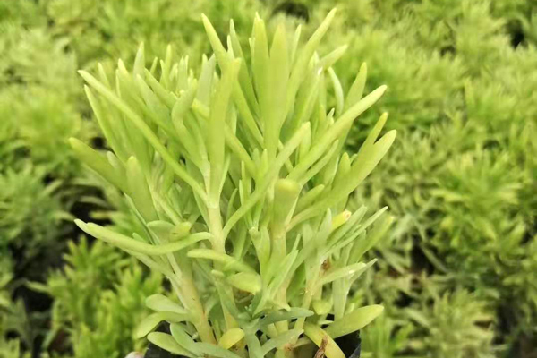 安徽佛甲草苗出售
