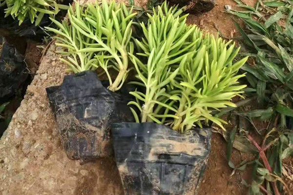 上海黃金佛甲草出售