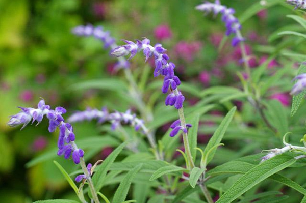 山东红花鼠尾草供应