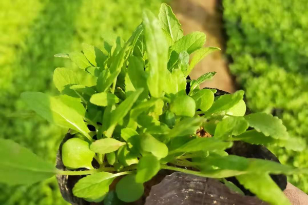 天津红花鼠尾草供应商
