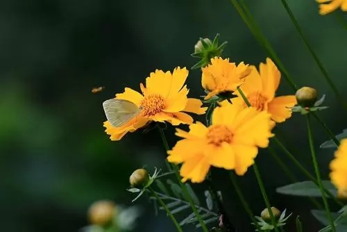 金鸡菊小苗|金鸡菊