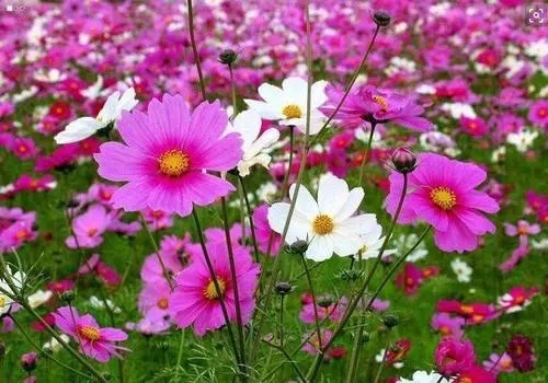 上海黃花波斯菊供應