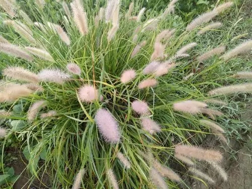 山东狼尾草杯苗多少钱