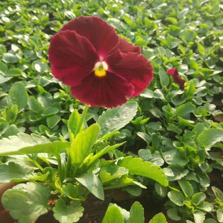 上海紫花地丁报价