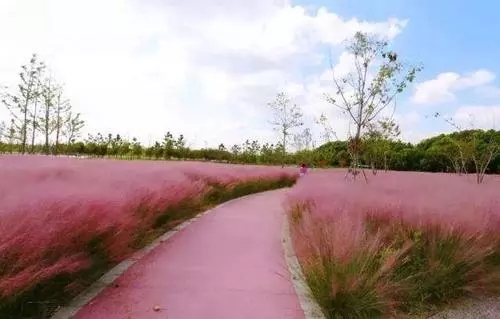 浙江粉黛乱子草苗批发