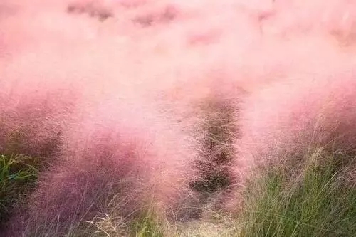 云南粉黛乱子草花海基地直销