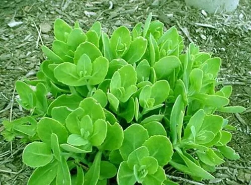 黑龙江三七景天杯苗种植基地