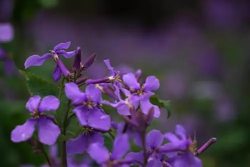 黑龙江二月兰花苗出售