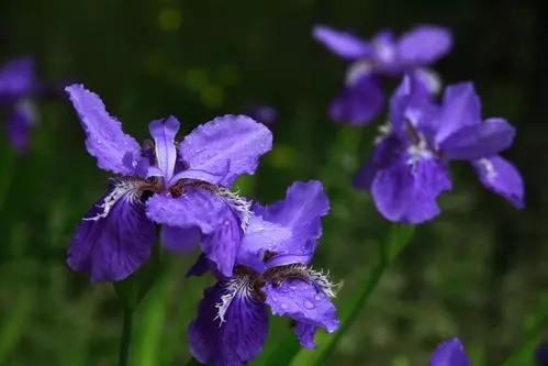 山东蓝花鸢尾出售