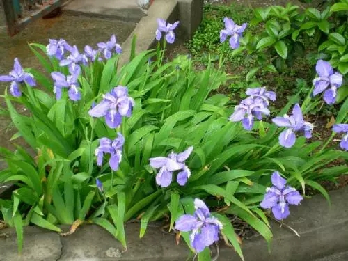 山东蓝花鸢尾出售