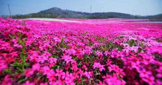 芝樱花海|芝樱小苗