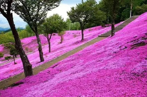 黑龙江芝樱花海批发