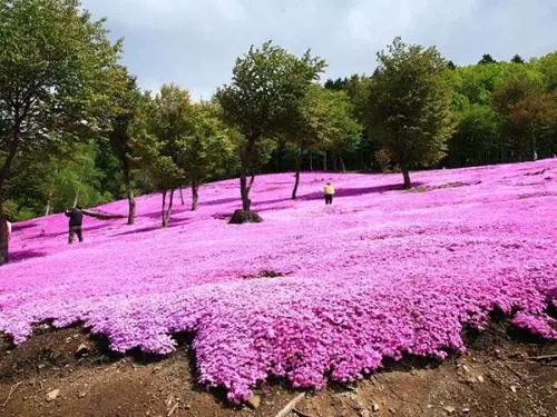 黑龙江芝樱花海批发