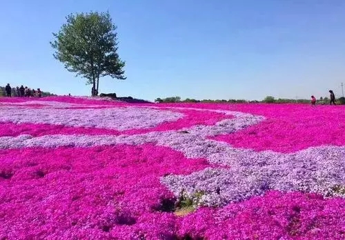 安徽芝樱容器苗种植基地